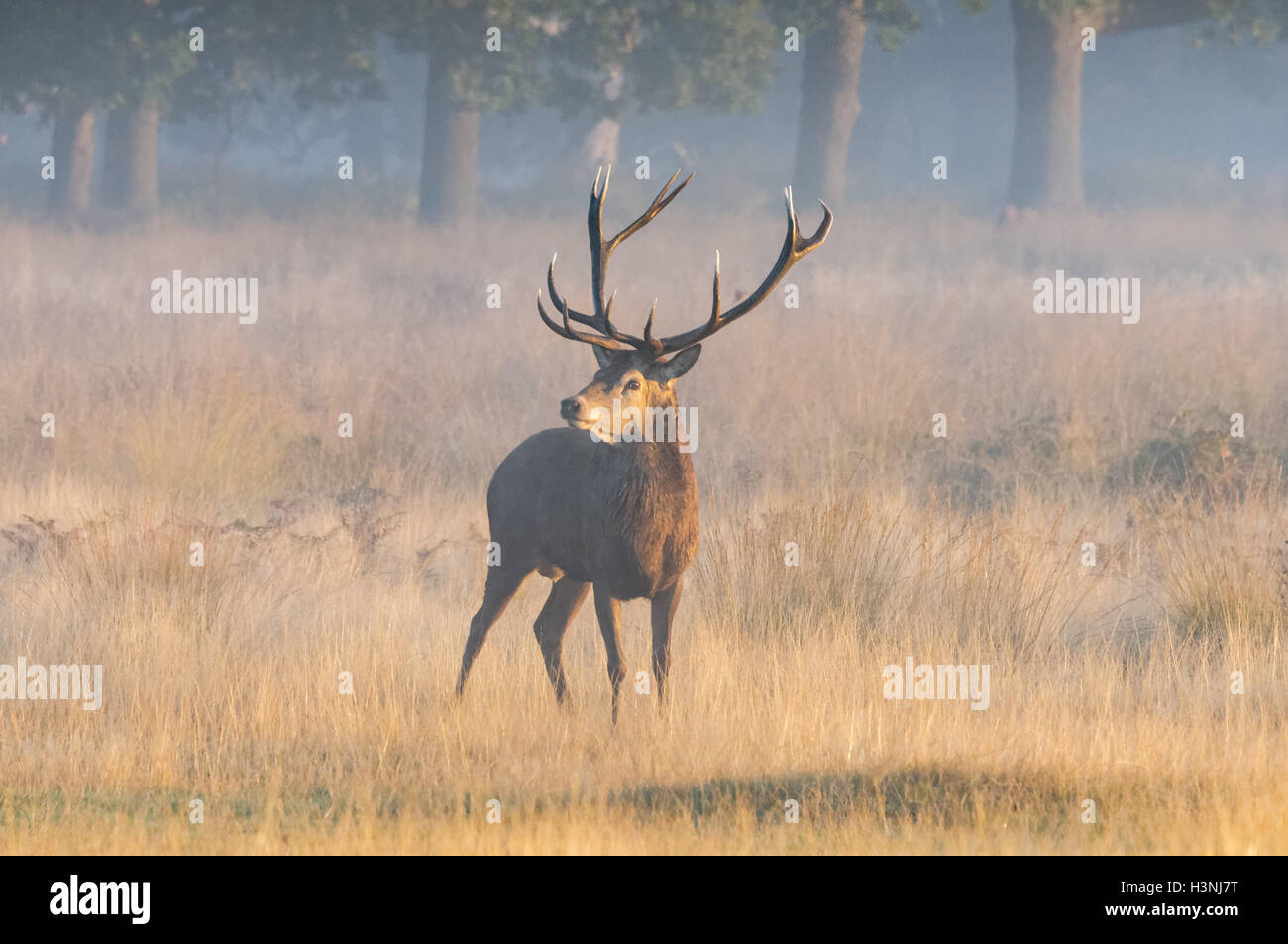 Le cerf rouge ronronne le matin misty Banque D'Images