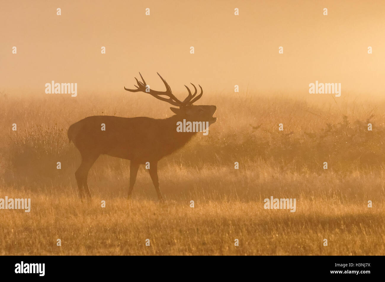 Le cerf rouge ronronne dans la brumeuse matinée à Richmond Park, Londres, Royaume-Uni Banque D'Images