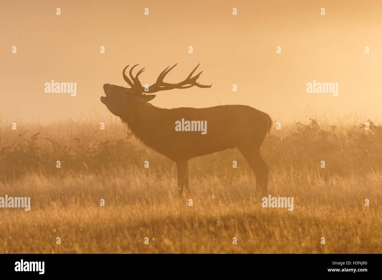 Le cerf rouge ronronne dans la brumeuse matinée à Richmond Park, Londres, Royaume-Uni Banque D'Images