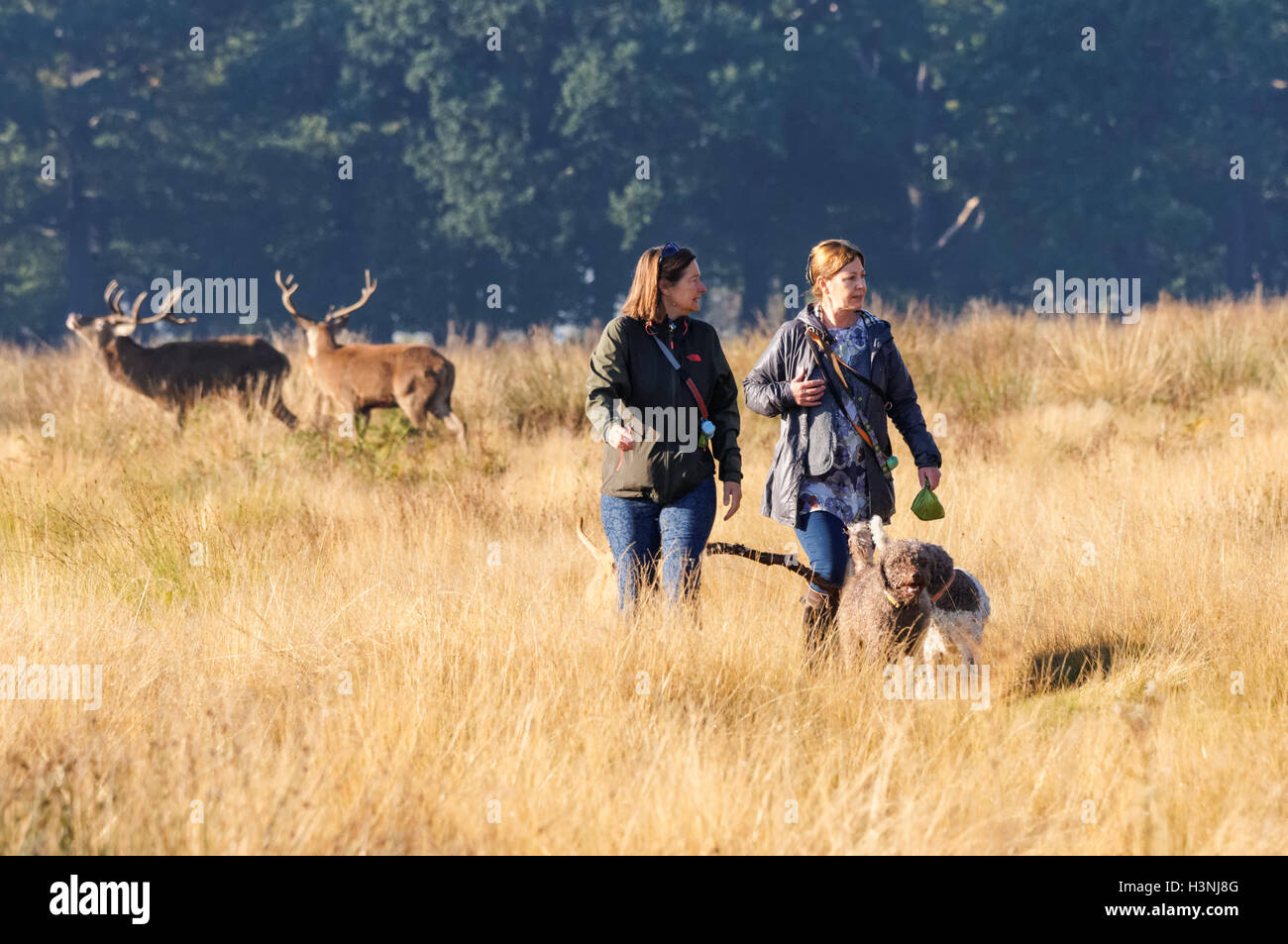 Randonneurs de chiens appréciant le matin ensoleillé à Richmond Park, Londres Angleterre Royaume-Uni Banque D'Images
