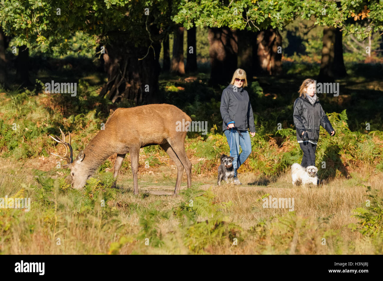Randonneurs de chiens appréciant le matin ensoleillé à Richmond Park, Londres Angleterre Royaume-Uni Banque D'Images