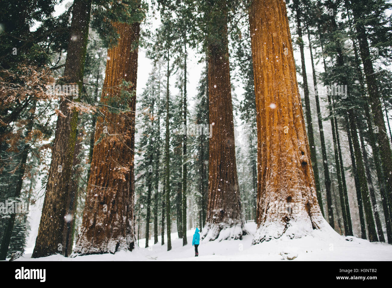 Femme par des arbres géants dans la forêt couverte de neige, Sequoia National Park, California, USA Banque D'Images