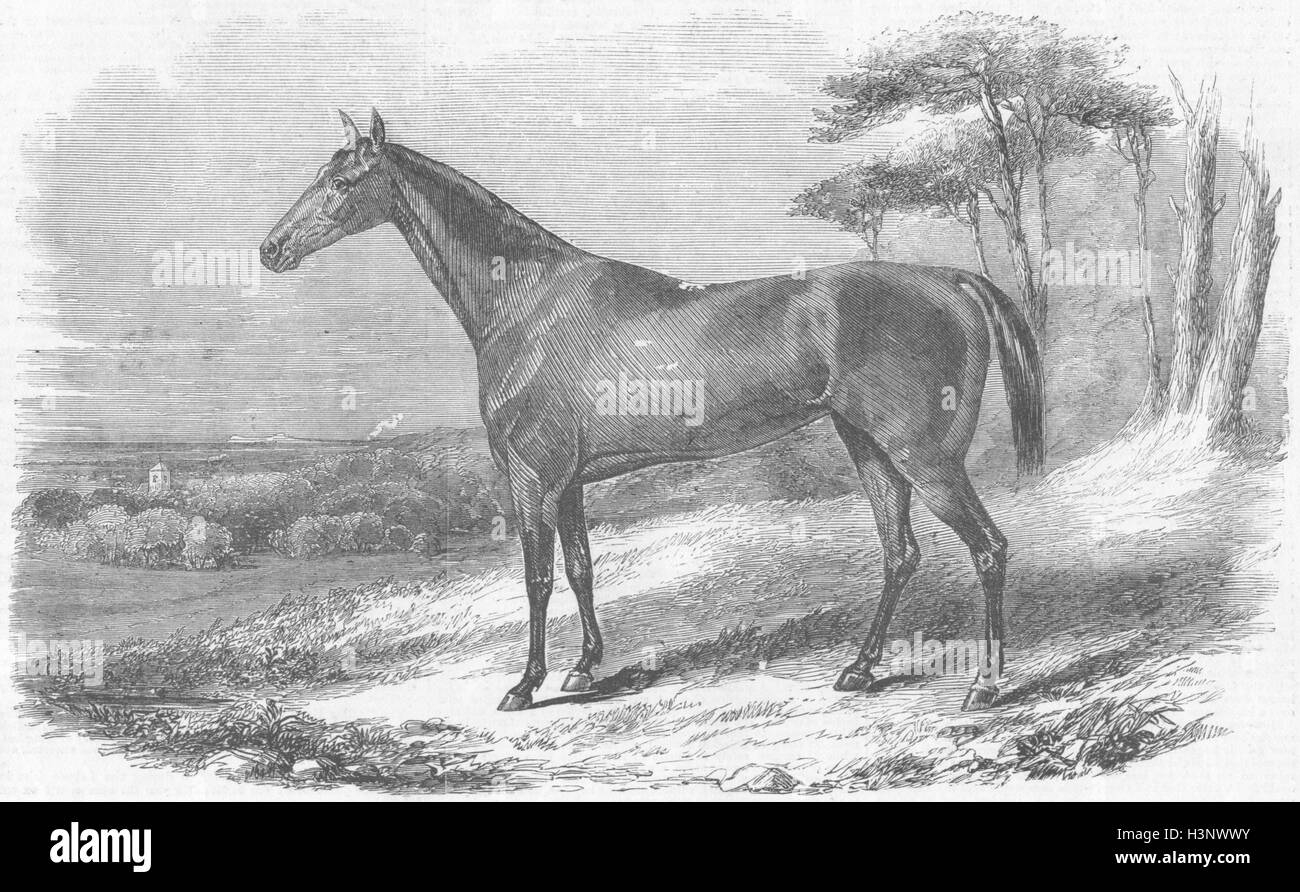 Chevaux juste Nell, irlandais mare beat Pacha's 1856 Arabes. Illustrated London News Banque D'Images