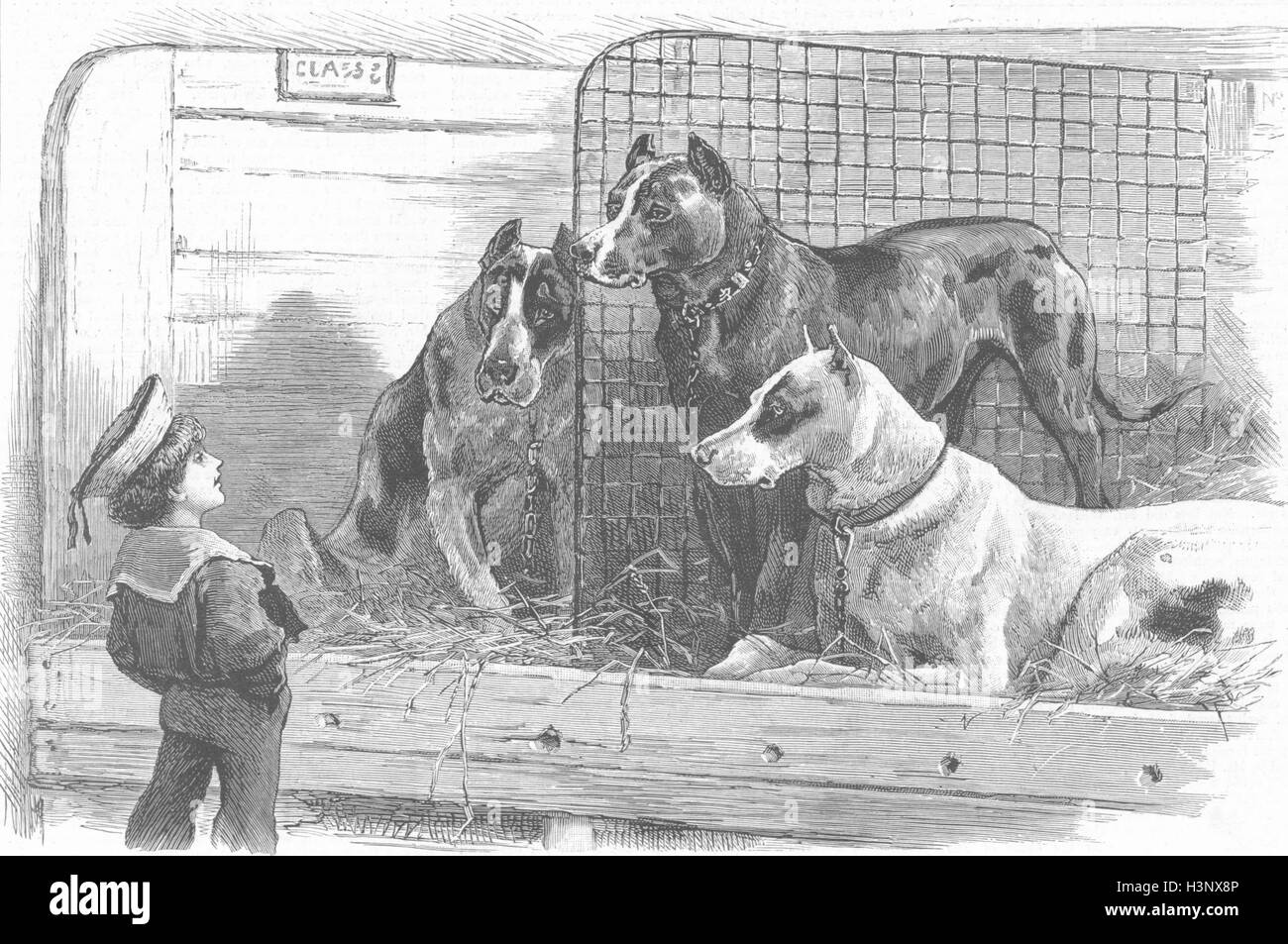 Le chien à une exposition canine-big danois & little anglais 1887. Le graphique Banque D'Images