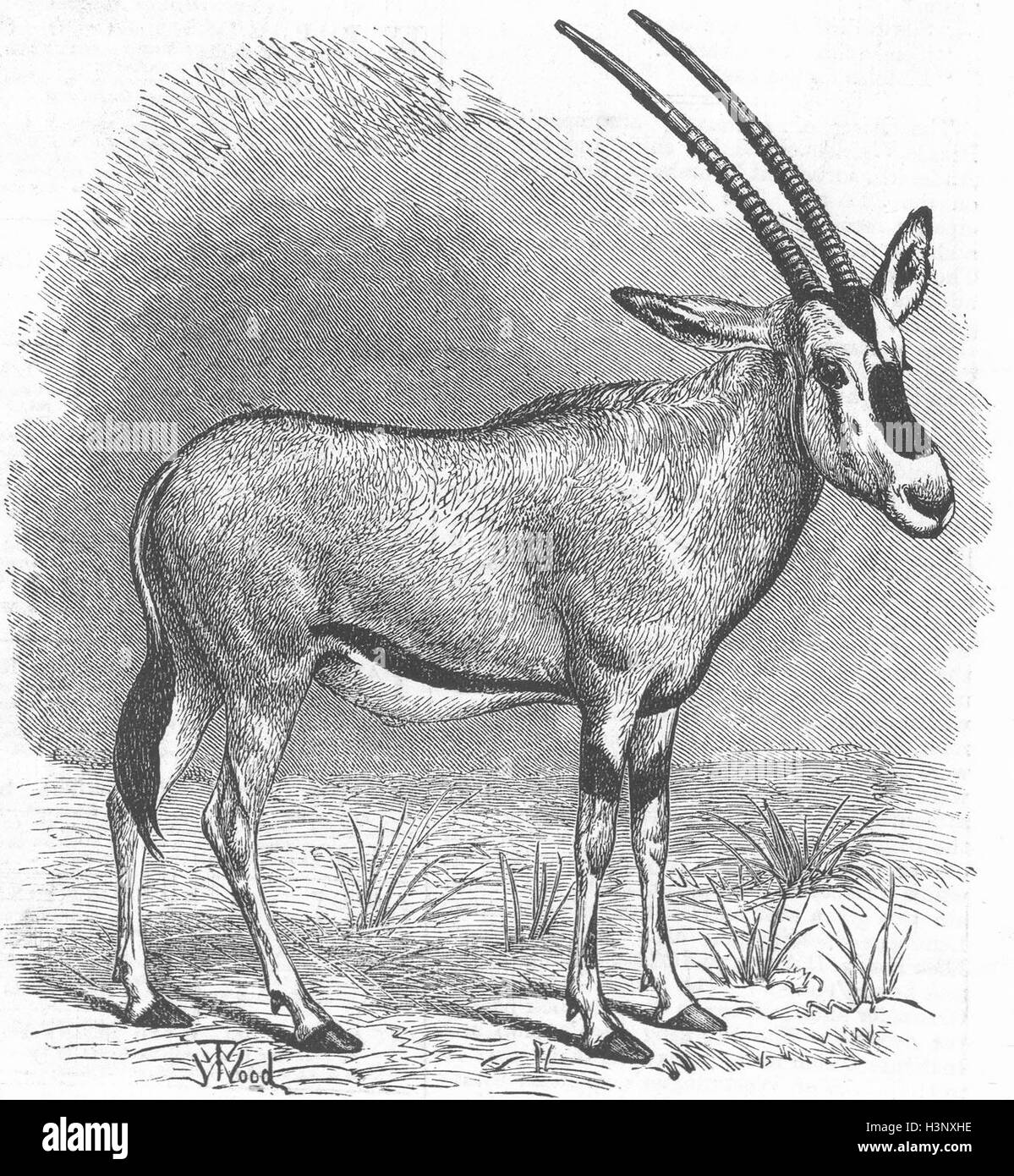 Le Zoo de Londres 1874 antilope Beisa. Illustrated London News Banque D'Images