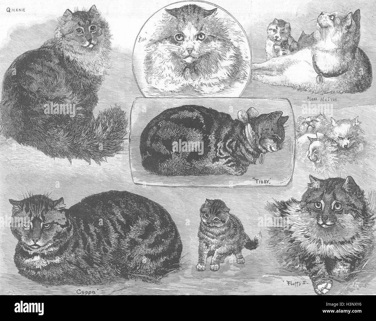 Les chats persan, tabby, leopard, chaton 1886. Illustrated London News Banque D'Images