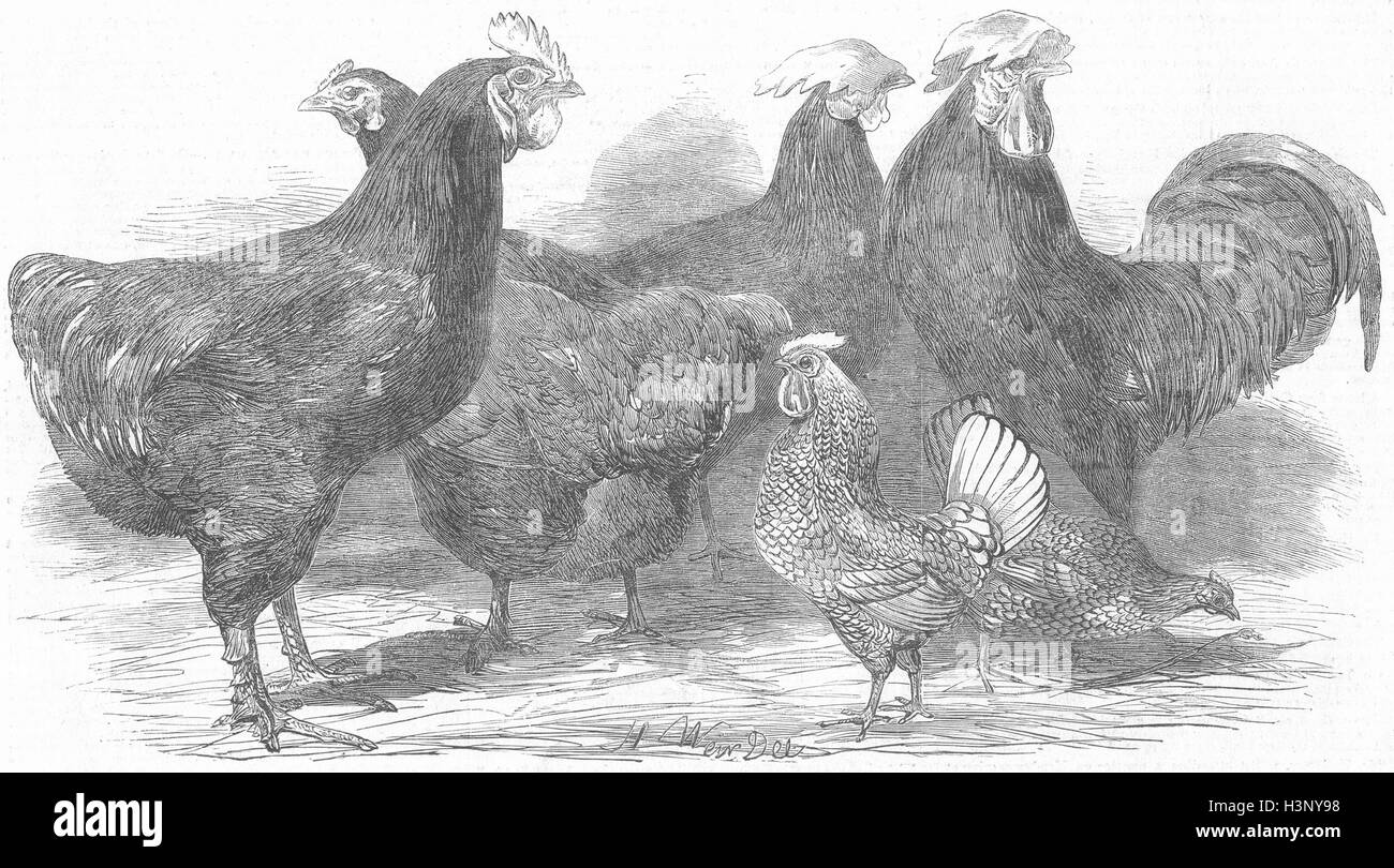 Cochinchine de volaille, pintade, Espagnol Bantams Seabright 1852. Illustrated London News Banque D'Images