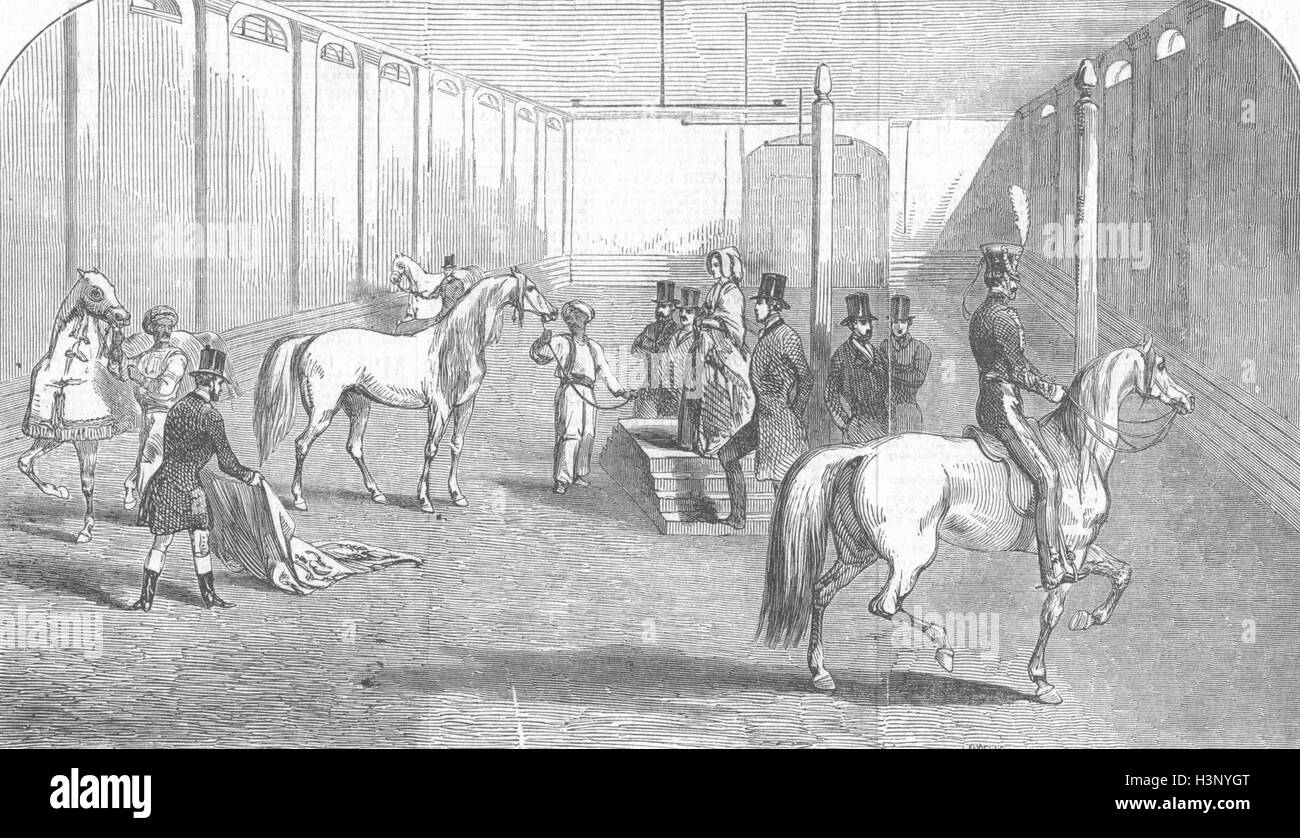 Les chevaux arabes de visualisation Queen Pimlico, école House 1846. Illustrated London News Banque D'Images