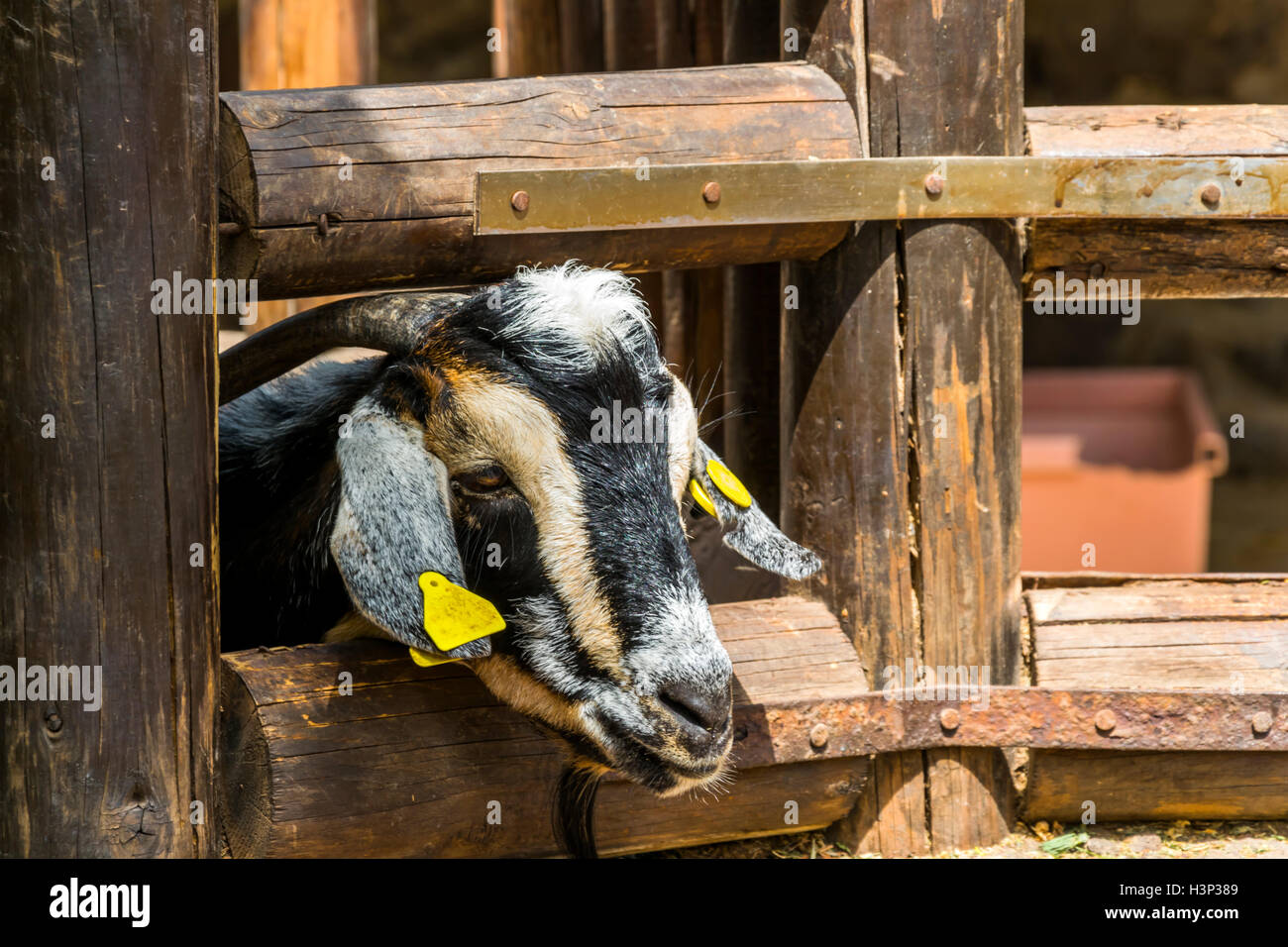 Portrait d'une chèvre en captivité des Canaries Banque D'Images