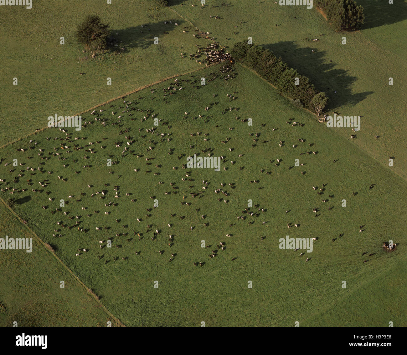 Vue aérienne des terres de pâturage avec des bovins laitiers. Banque D'Images