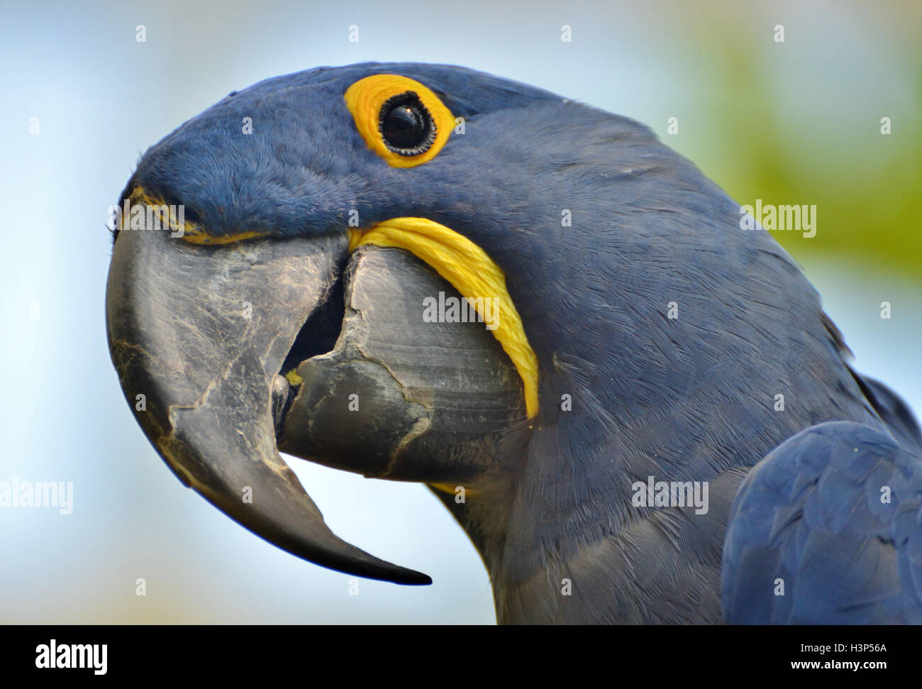 Anodorhynchus hyacinthinus Hyacinth macaw (), ou hyacinthine macaw, est un indigène Blue Parrot Jungle Amazonienne d'Amérique du Sud. Banque D'Images