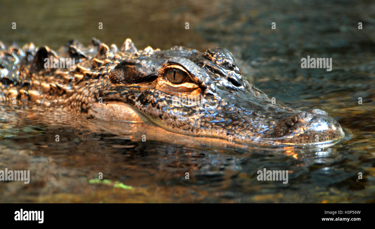 Un alligator Alligator mississippiensis) (la chasse dans un marécage de Floride. Banque D'Images