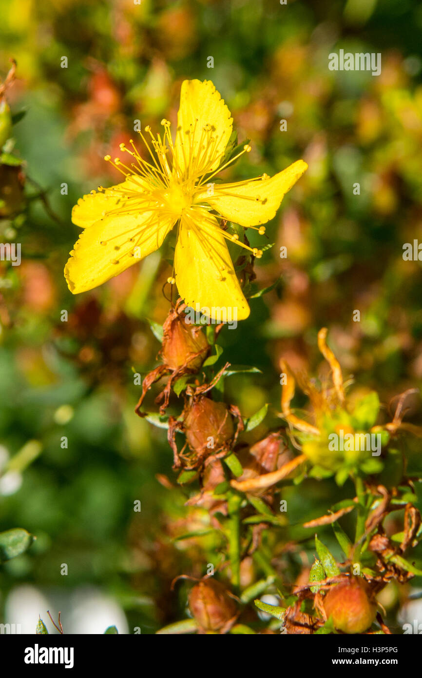 Hypericum perforatum, Millepertuis Banque D'Images