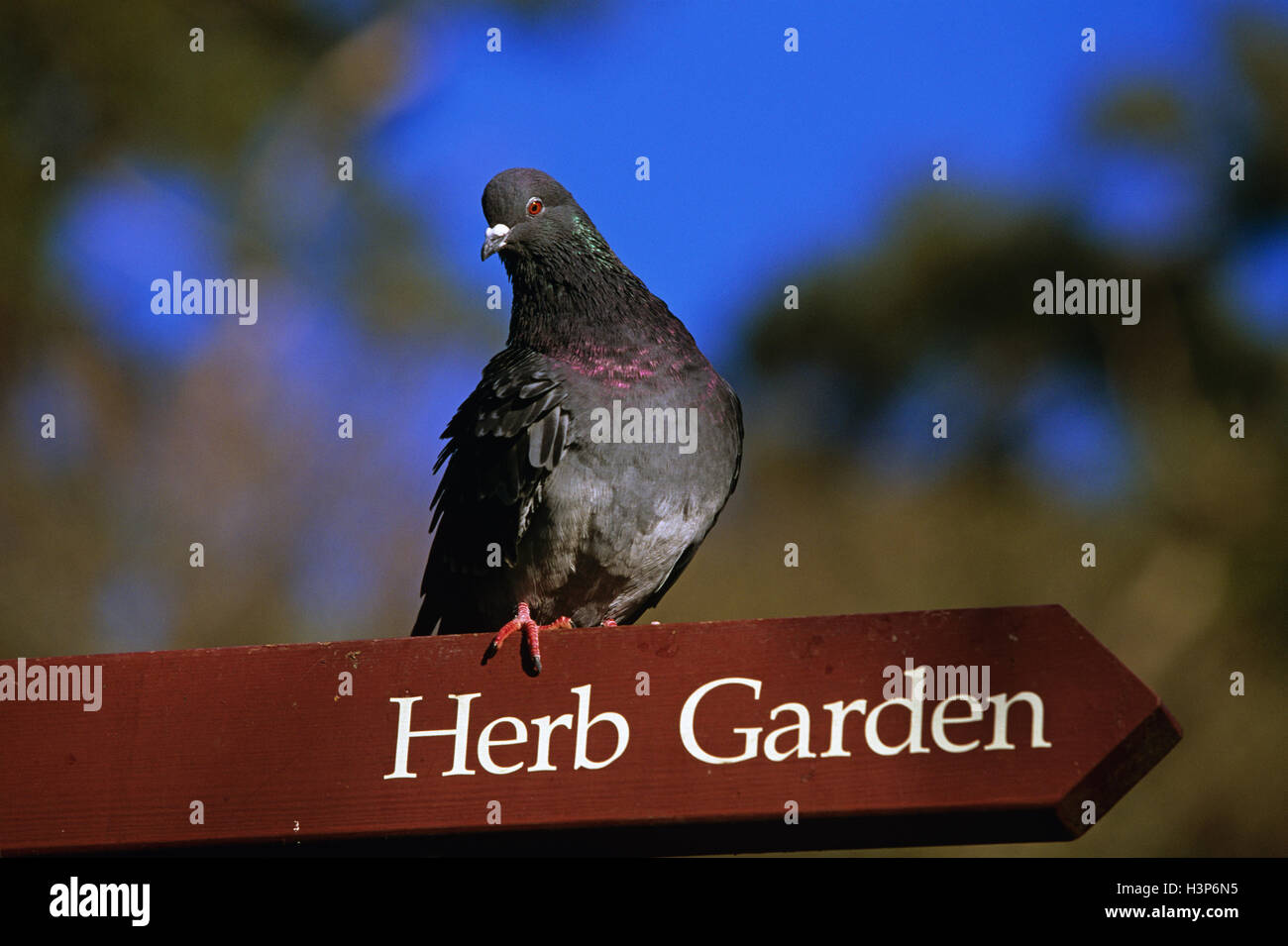 Bois commun-pigeon (Columba palumbus) Banque D'Images