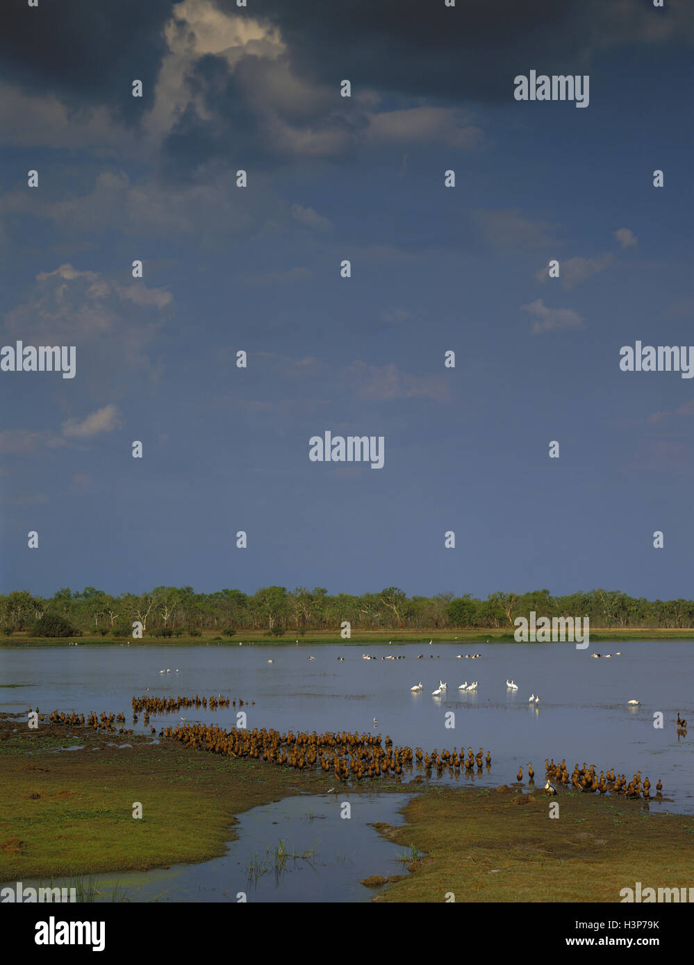 Mamukala Swamp, partie de Nourlangie Creek/Sud, les plaines inondables de la rivière Alligator Banque D'Images