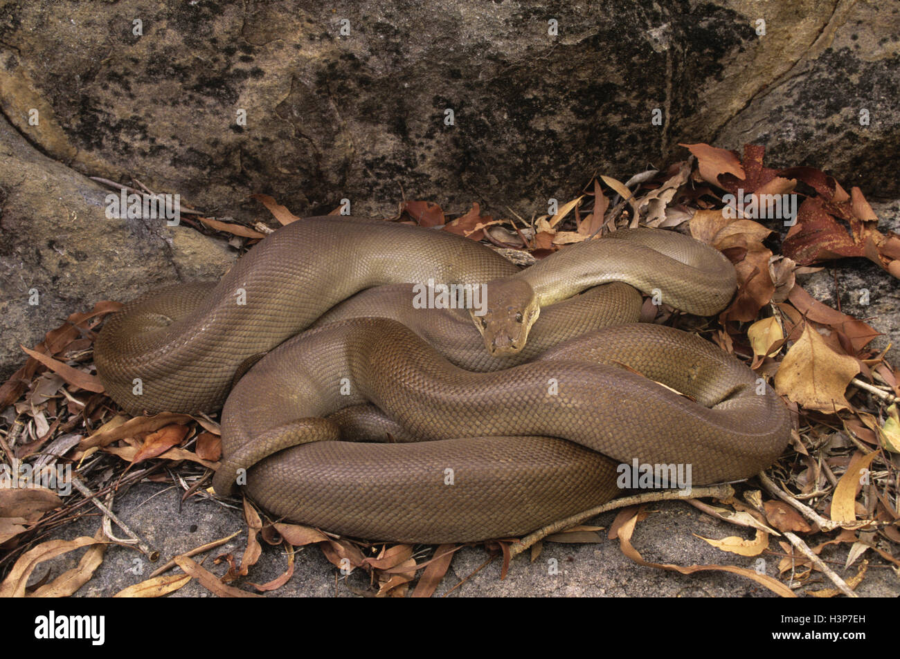 Liasis olivaceus Olive (python) Banque D'Images