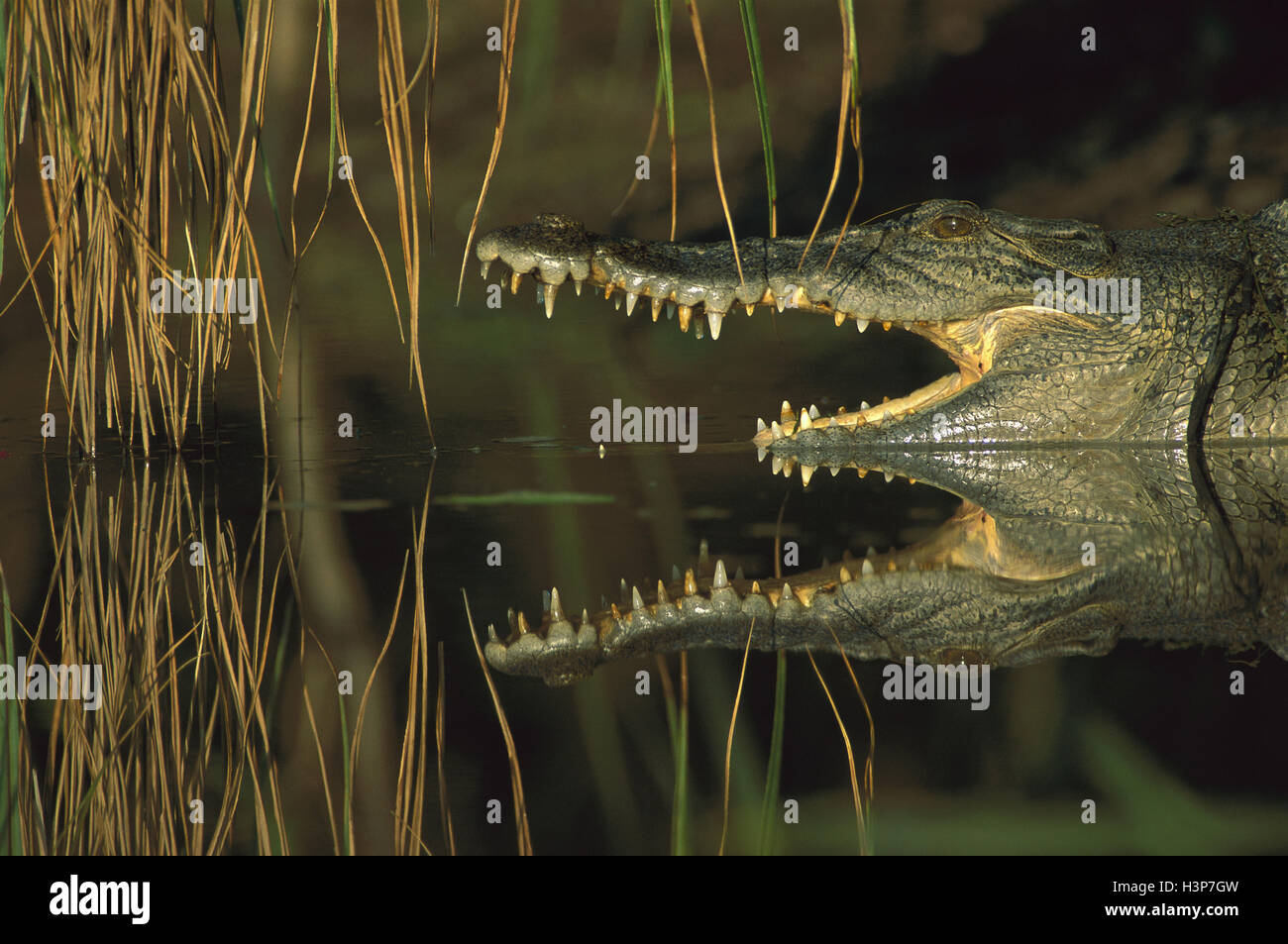Estuarine crocodile (Crocodylus porosus) Banque D'Images