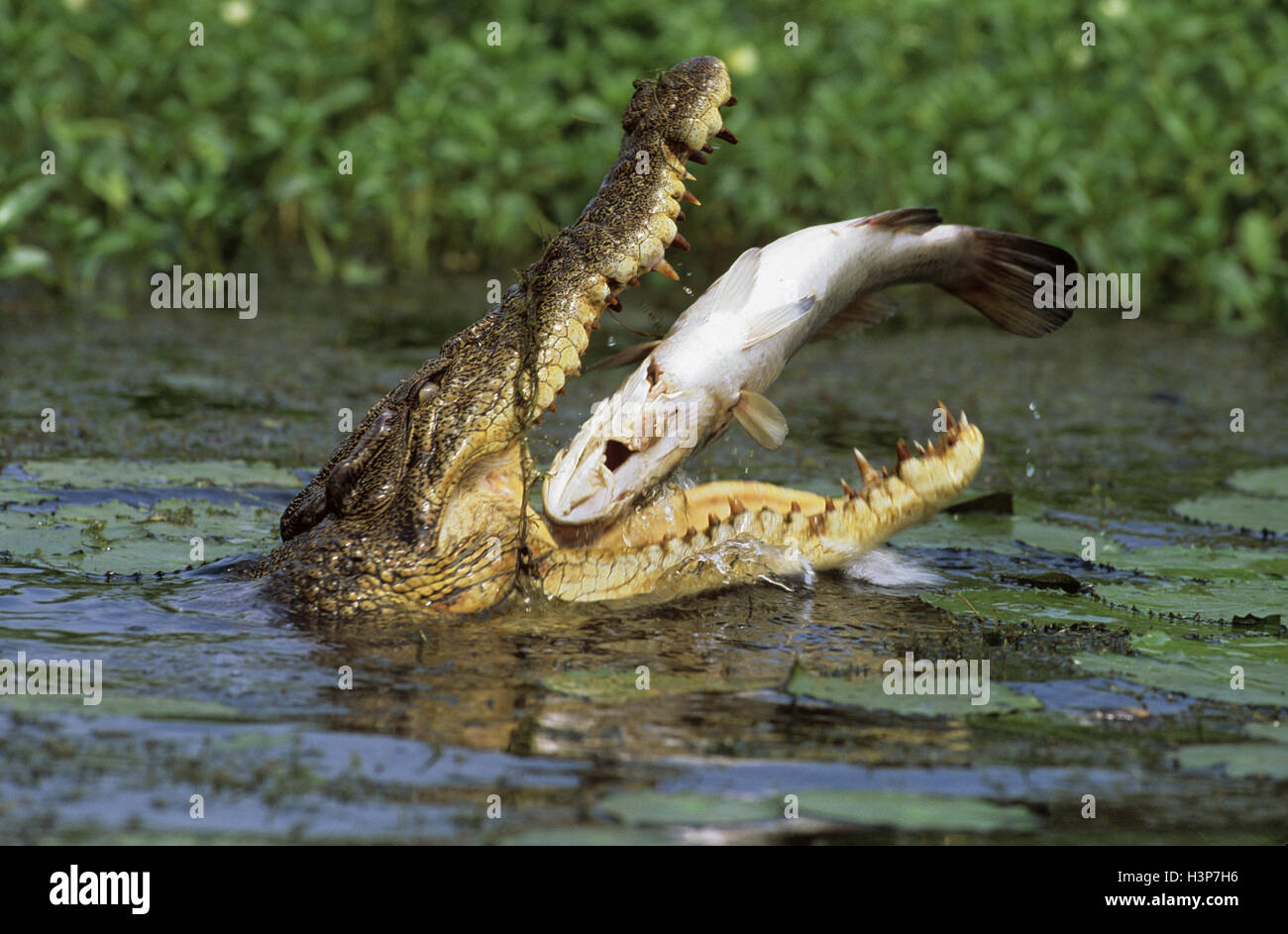Estuarine crocodile (Crocodylus porosus) Banque D'Images