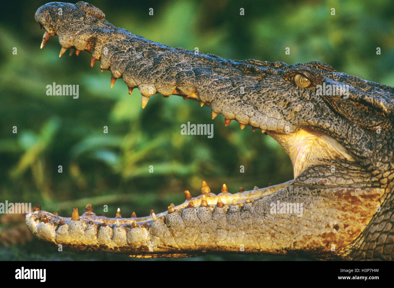 Estuarine crocodile (Crocodylus porosus) Banque D'Images
