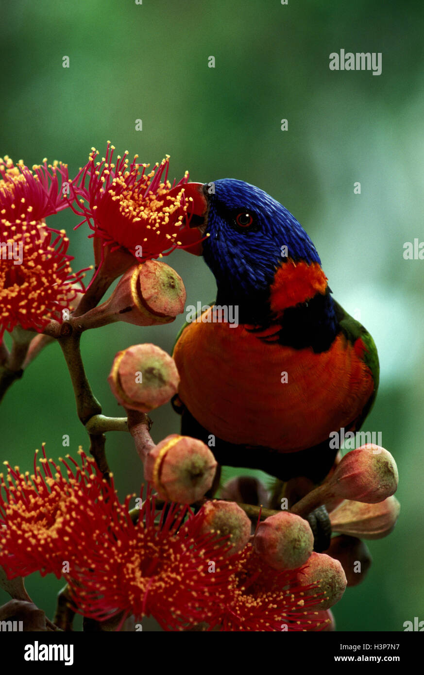 À col rouge (Trichoglossus rubritorquis) Banque D'Images