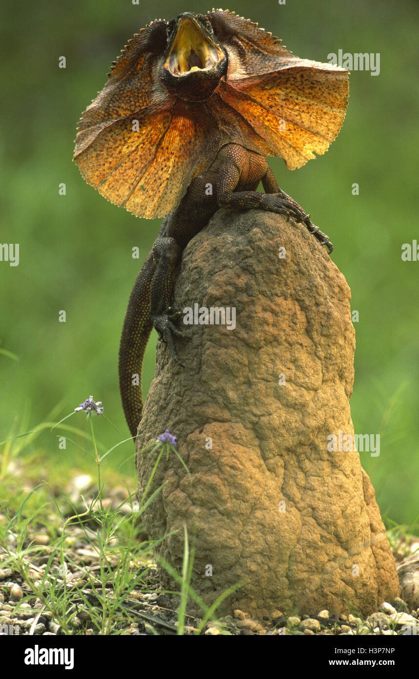Frilled lizard Chlamydosaurus kingii () Banque D'Images