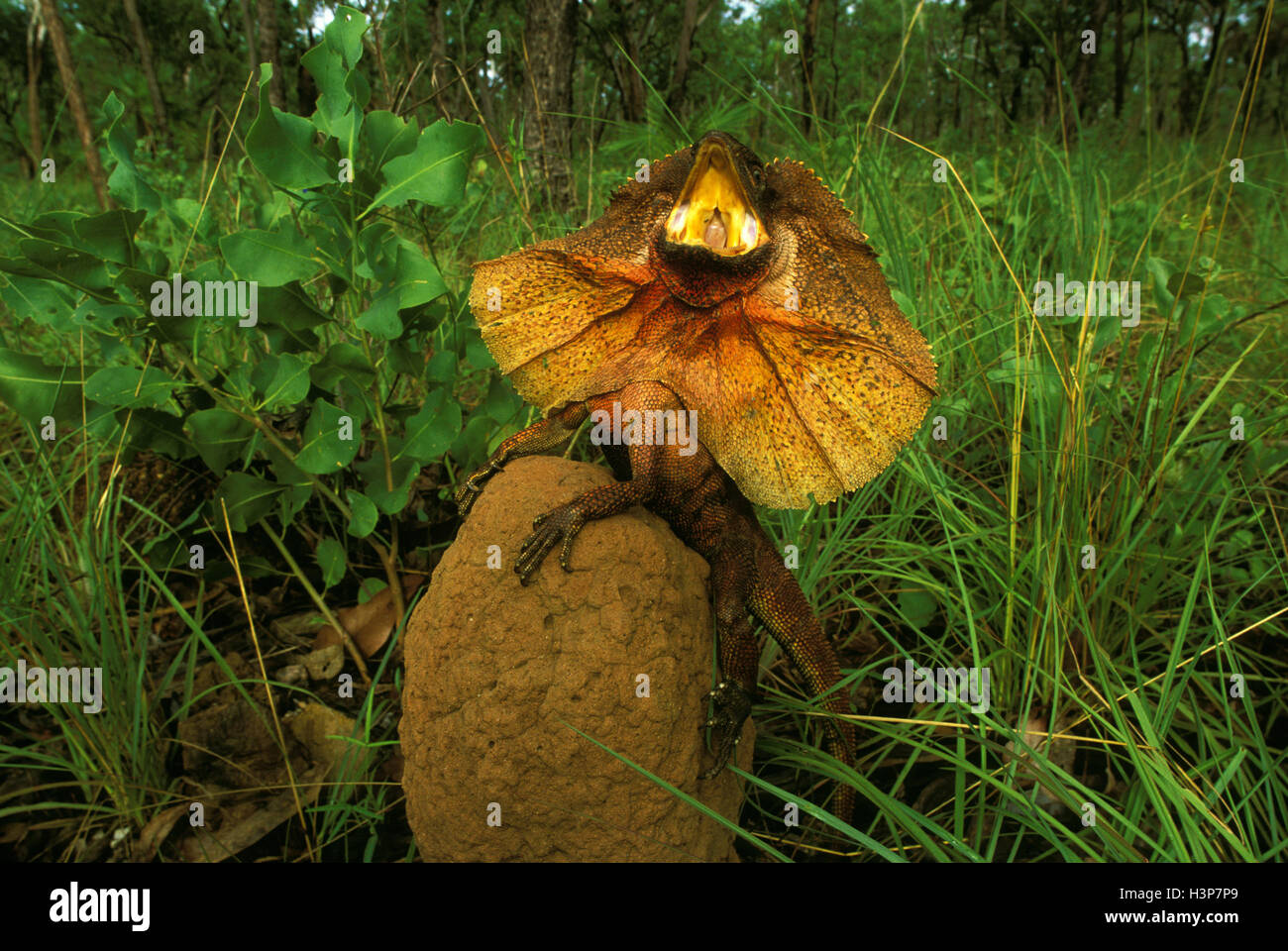 Frilled lizard Chlamydosaurus kingii () Banque D'Images