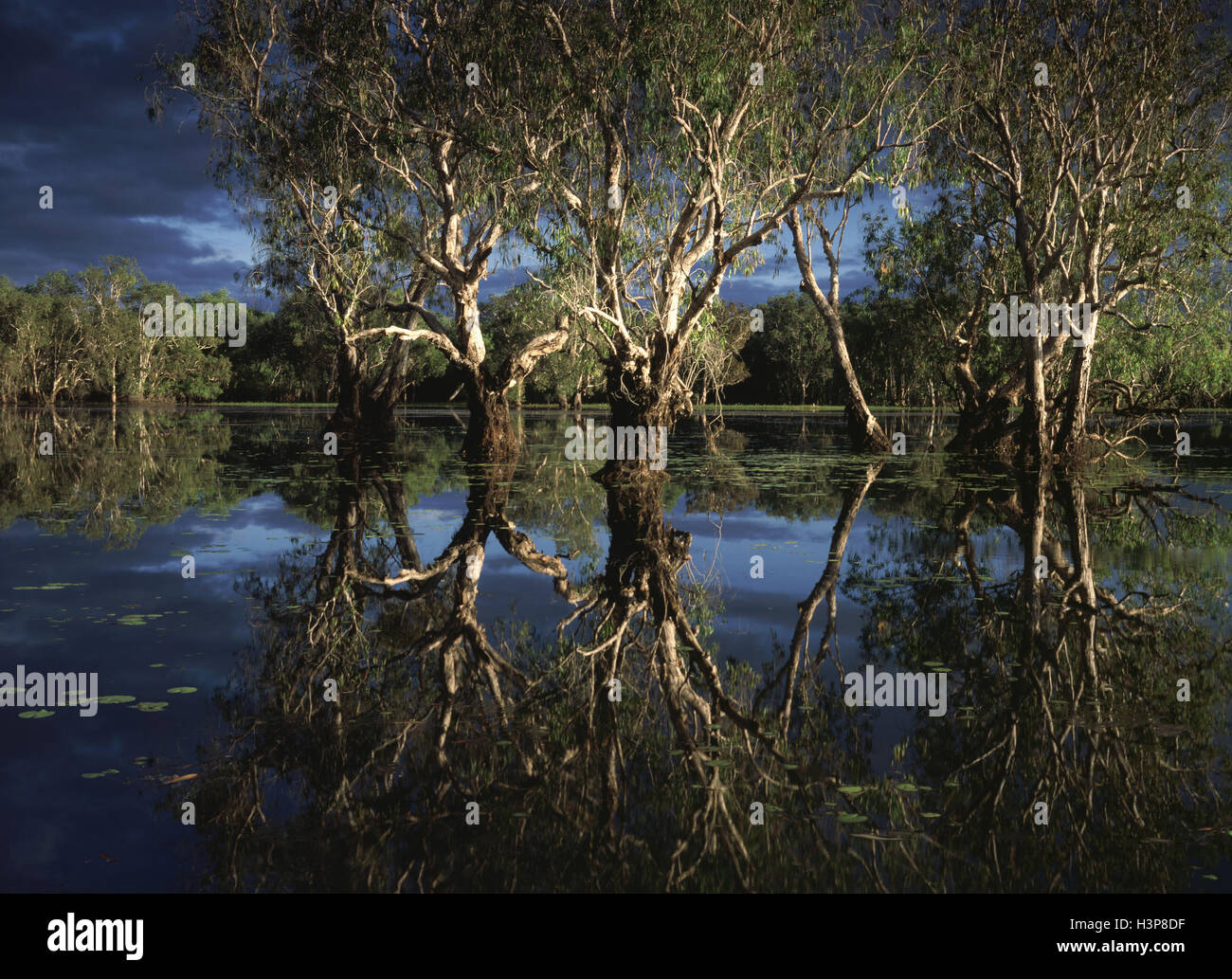 L'eau jaune avec billabong Paperbark forêt, Banque D'Images