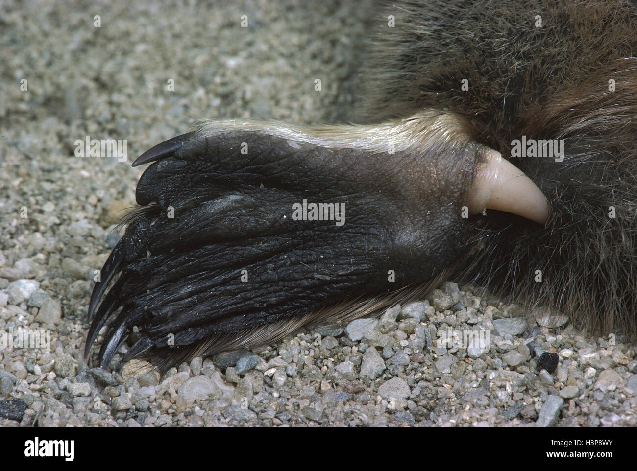 Ornithorynque (Ornithorhynchus anatinus) Banque D'Images