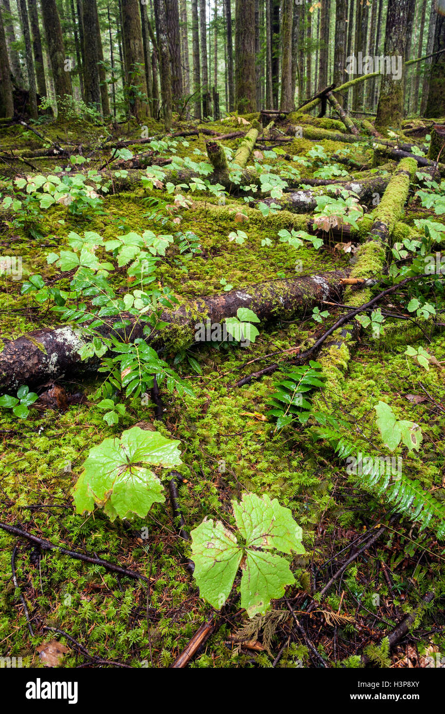 Trillium de l'ouest à même le sol forestier - Parc provincial d'Elk Falls et d'aires protégées - Campbell River, l'île de Vancouver, en colonne Banque D'Images