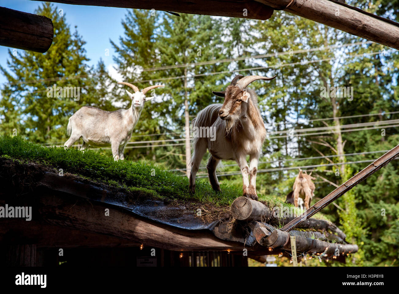 Chèvres sur le toit - Old Country Market - Coombs, île de Vancouver, Colombie-Britannique, Canada Banque D'Images