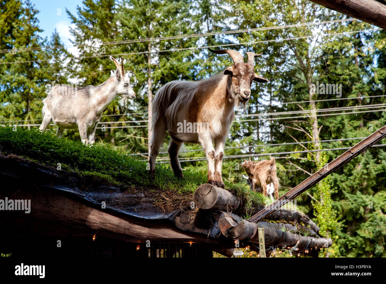 Chèvres sur le toit - Old Country Market - Coombs, île de Vancouver, Colombie-Britannique, Canada Banque D'Images