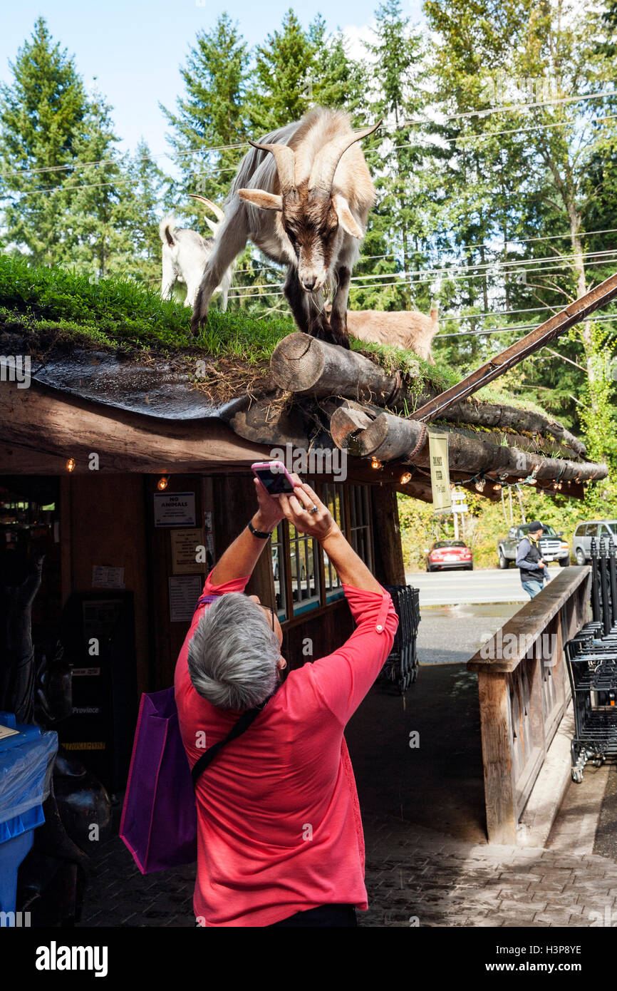 Chèvres sur le toit - Old Country Market - Coombs, île de Vancouver, Colombie-Britannique, Canada Banque D'Images