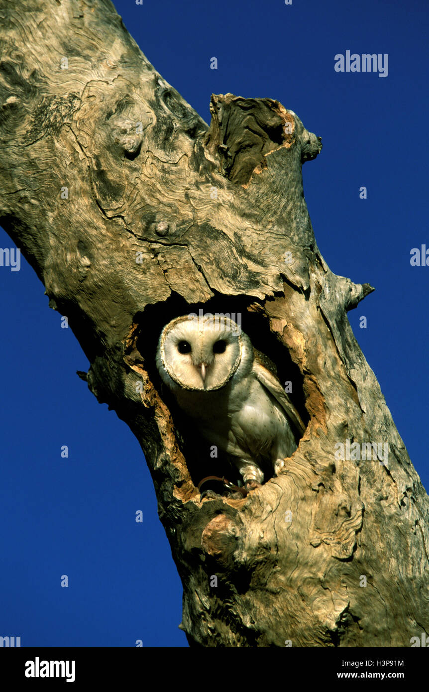 Effraie des clochers (Tyto alba) Banque D'Images