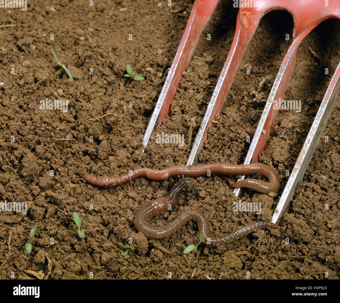 Les vers de terre (fam. Lumbricidae) Banque D'Images