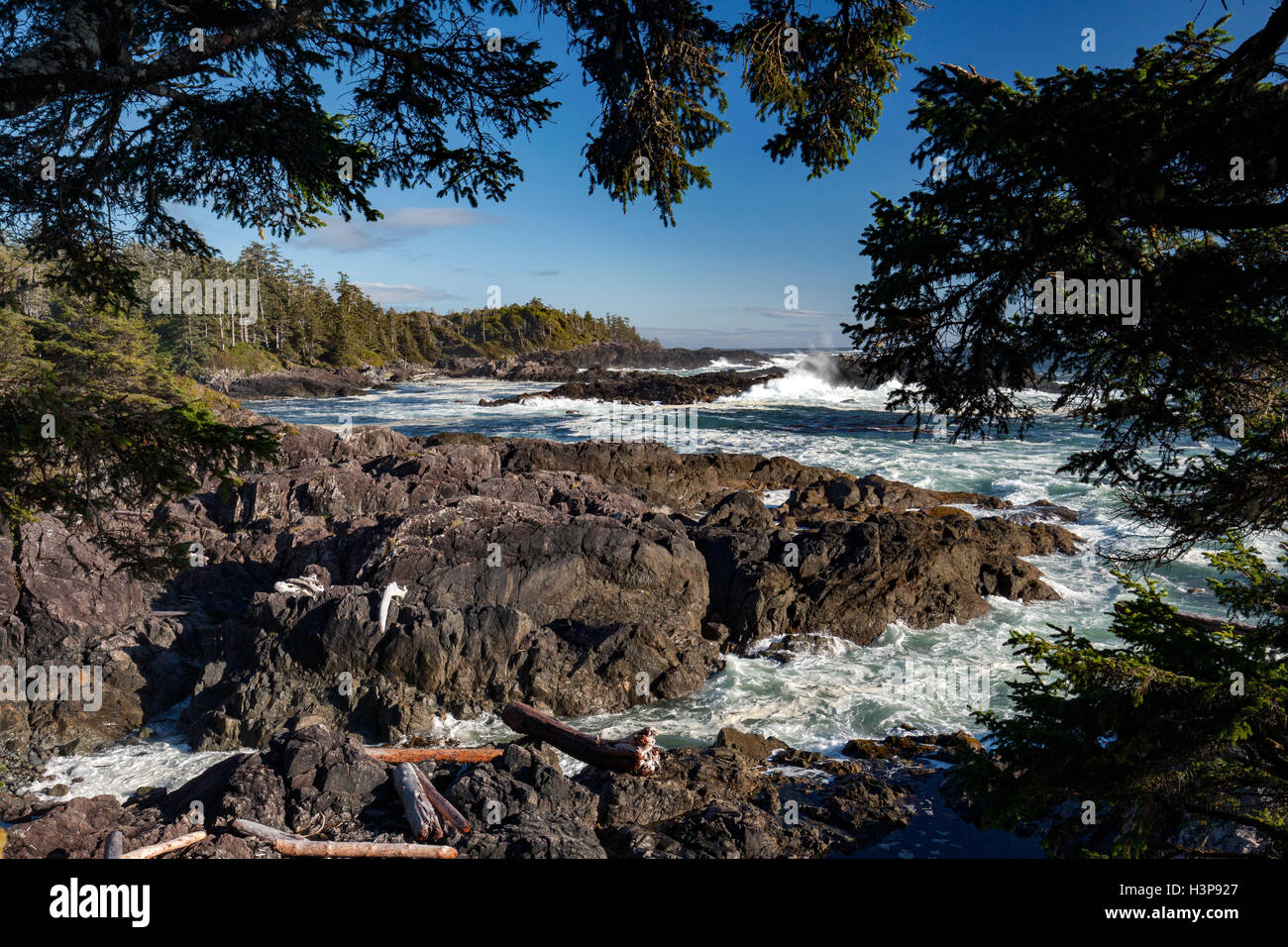 Falaises rocheuses - Sentier Wild Pacific, Ucluelet, île de Vancouver, Colombie-Britannique, Canada Banque D'Images