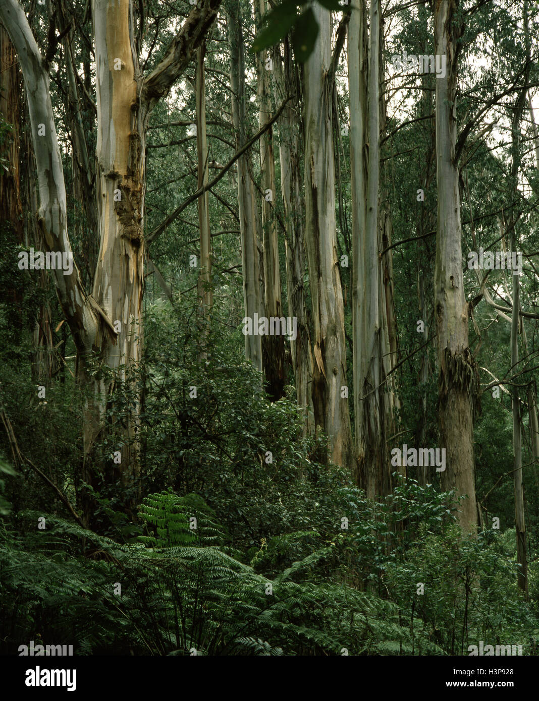 (Eucalyptus regnans) Banque D'Images