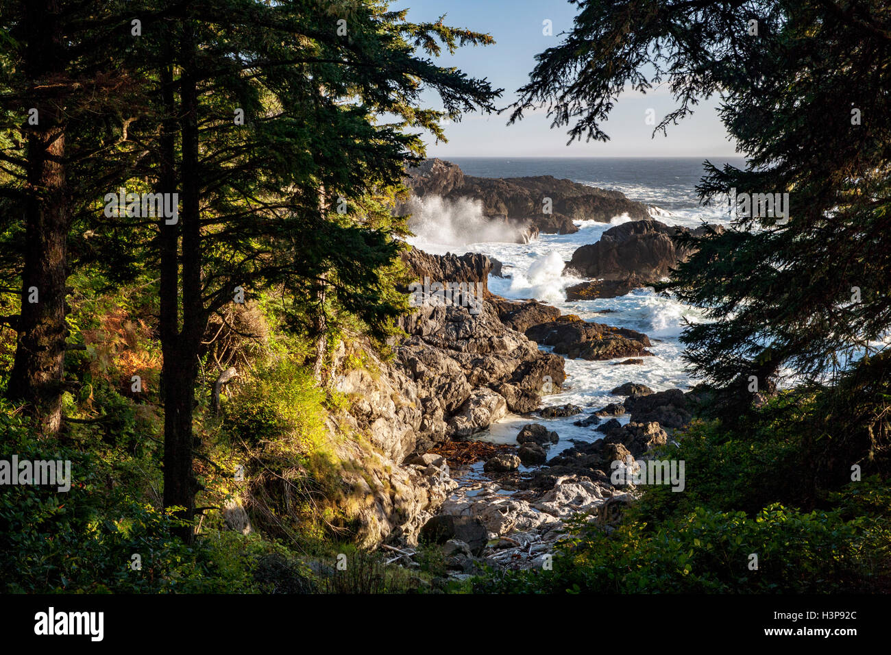 Falaises rocheuses - Sentier Wild Pacific, Ucluelet, île de Vancouver, Colombie-Britannique, Canada Banque D'Images