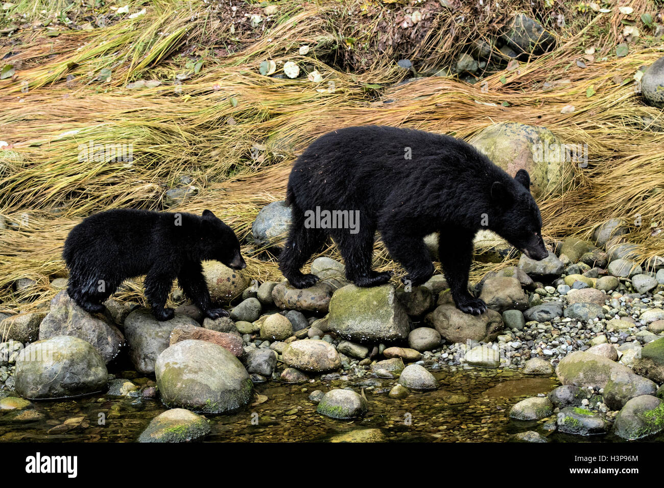 L'ours noir (Ursus americanus) - Thornton Creek, Ucluelet, île de Vancouver, Colombie-Britannique, Canada Banque D'Images