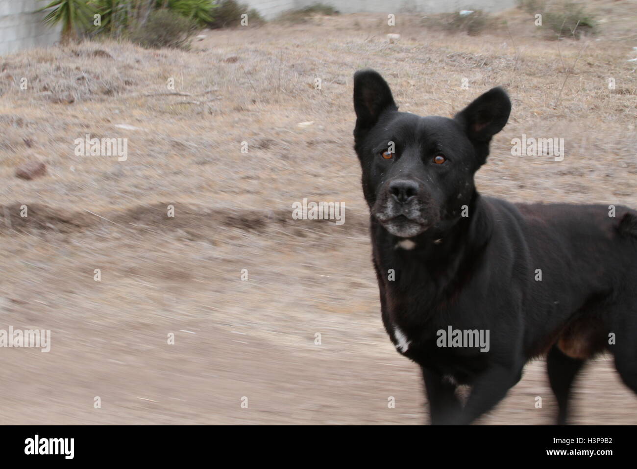 Black dog chasing us Banque D'Images