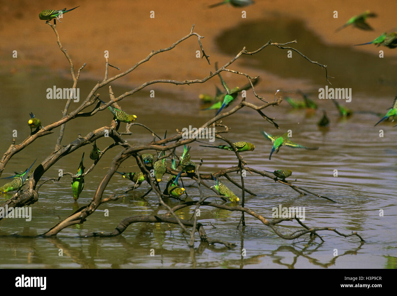 La perruche ondulée (Melopsittacus undulatus Photo Stock - Alamy