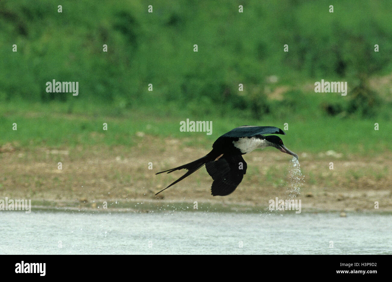 L'Île Christmas (Fregata andrewsi frégate) Banque D'Images