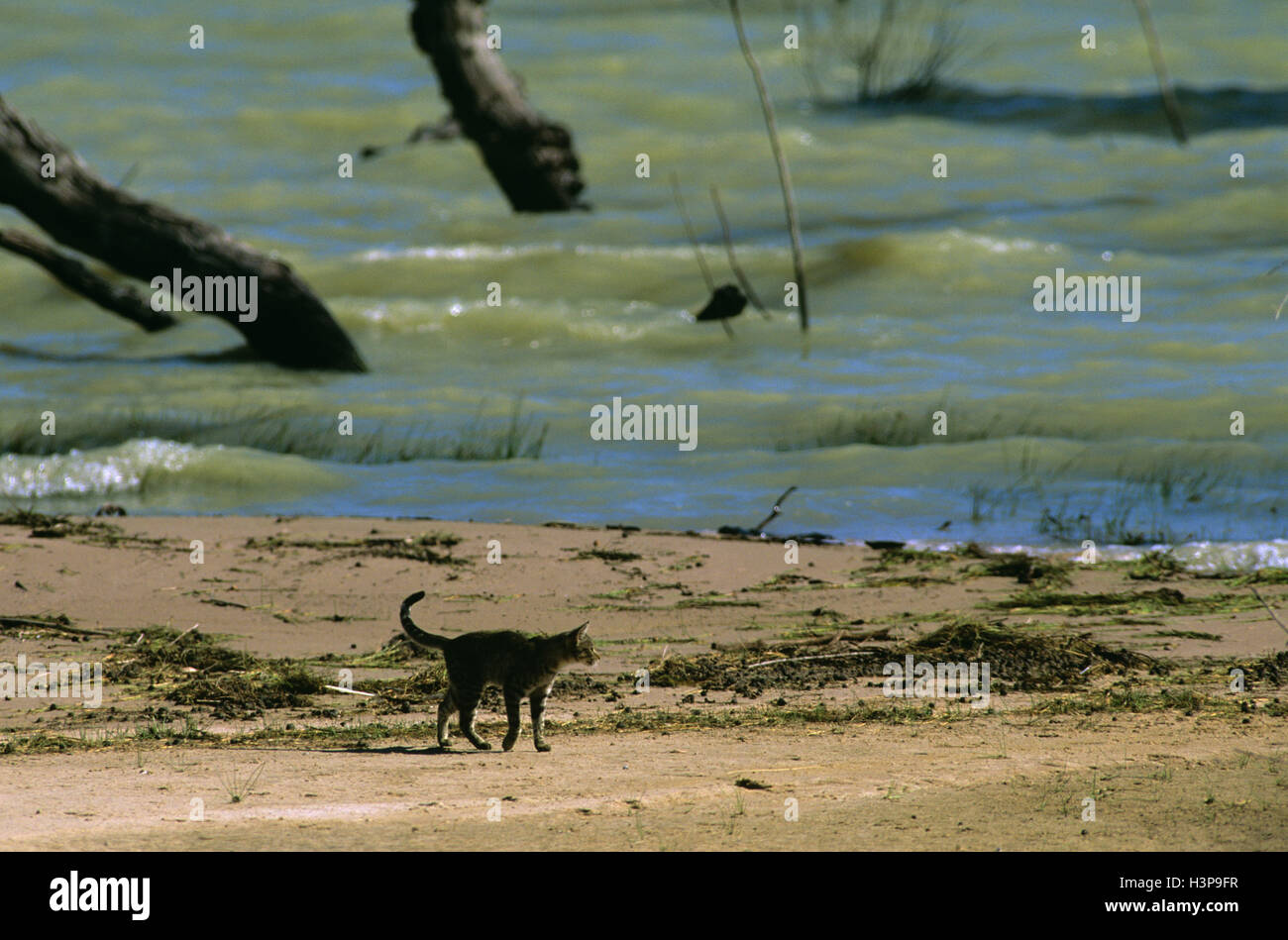 Chat domestique (Felis catus) Banque D'Images