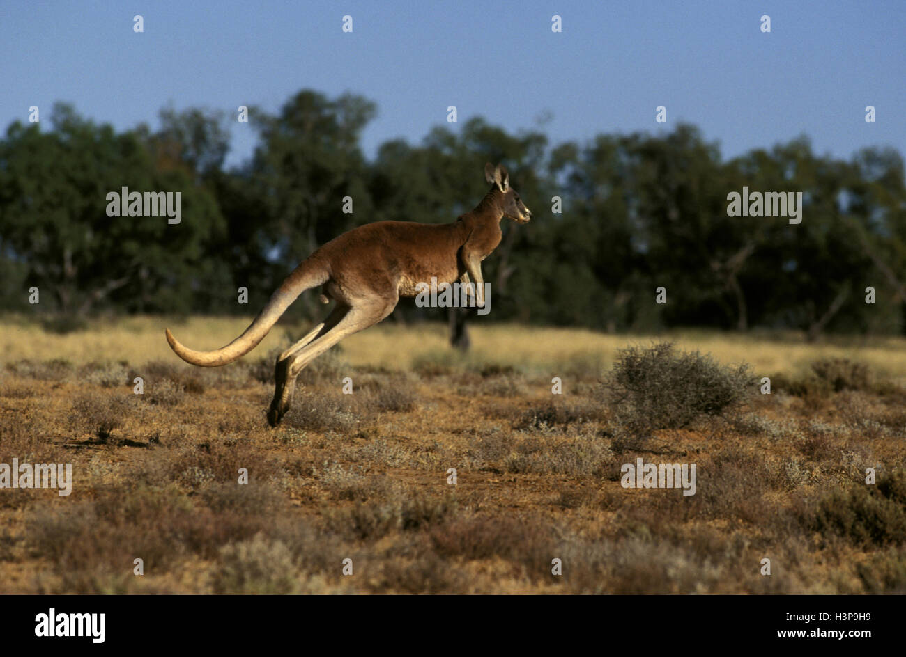 Kangourou rouge (Macropus rufus) Banque D'Images