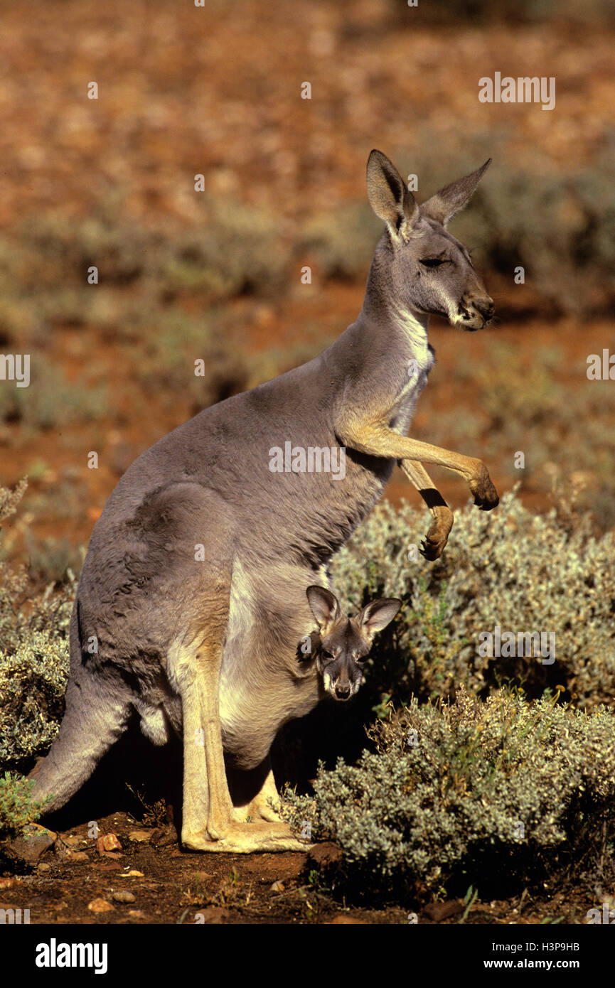 Kangourou rouge (Macropus rufus) Banque D'Images