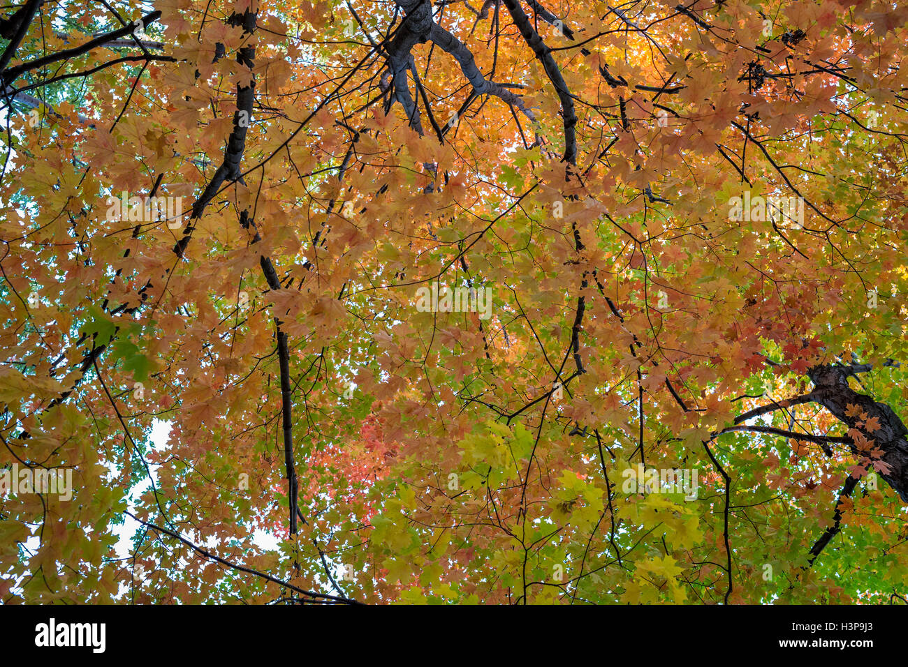 Couleurs d'automne automne d'Amérique du Nord Banque D'Images