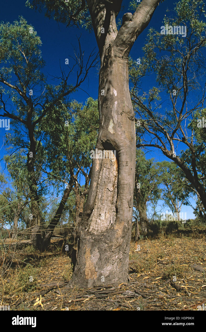 Canoë autochtone ou coolamon, arbre Banque D'Images