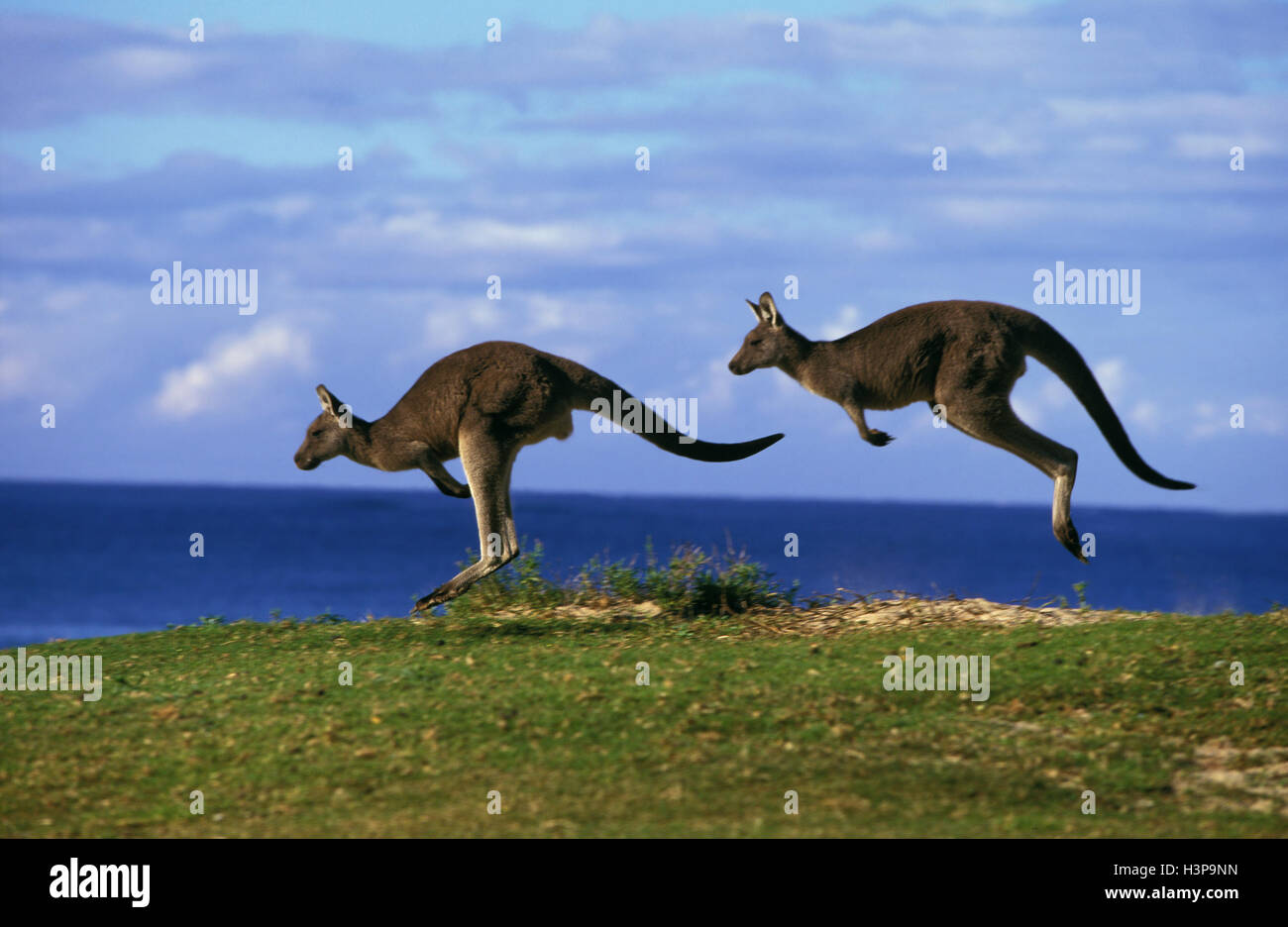 Le kangourou gris (Macropus giganteus) Banque D'Images