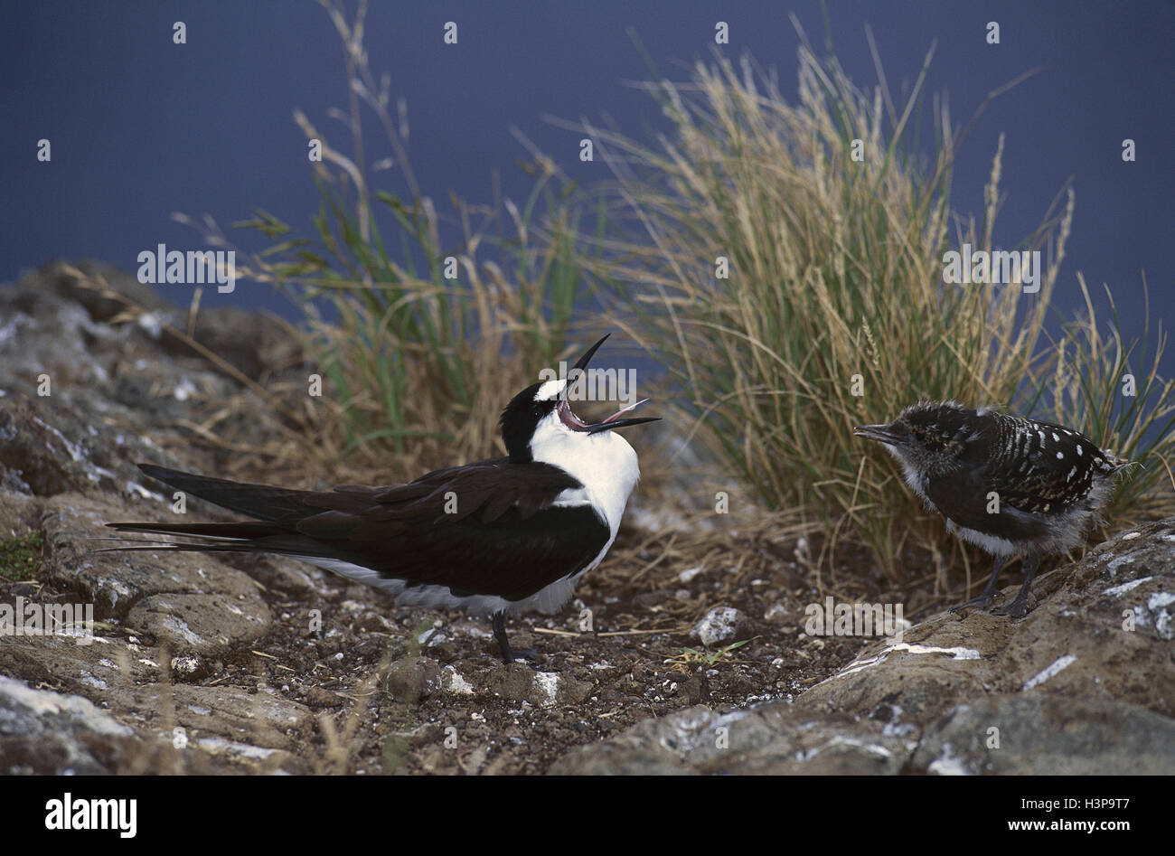 La sterne pierregarin (Sterna fuscata) Banque D'Images