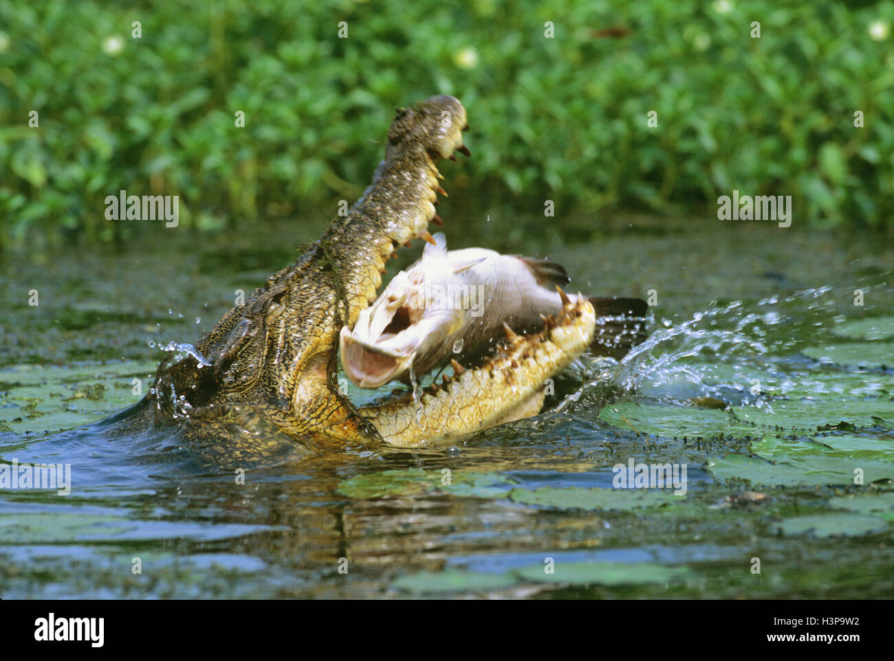 Estuarine crocodile (Crocodylus porosus) Banque D'Images