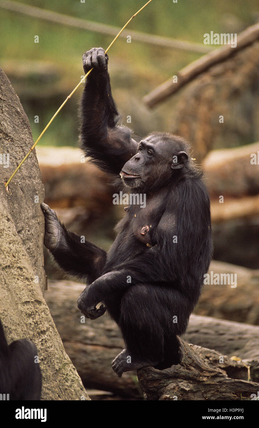 (Pan troglodytes chimpanzé commun), à l'aide de stick pour extraire la nourriture de tronc d'arbre. des animaux en captivité. Banque D'Images